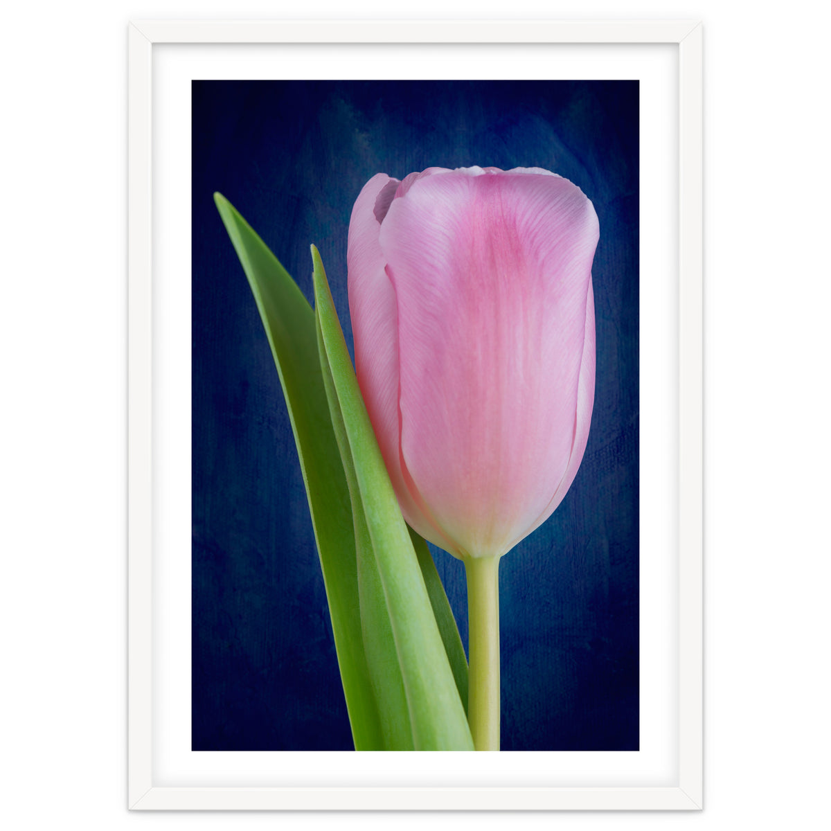 Tulip