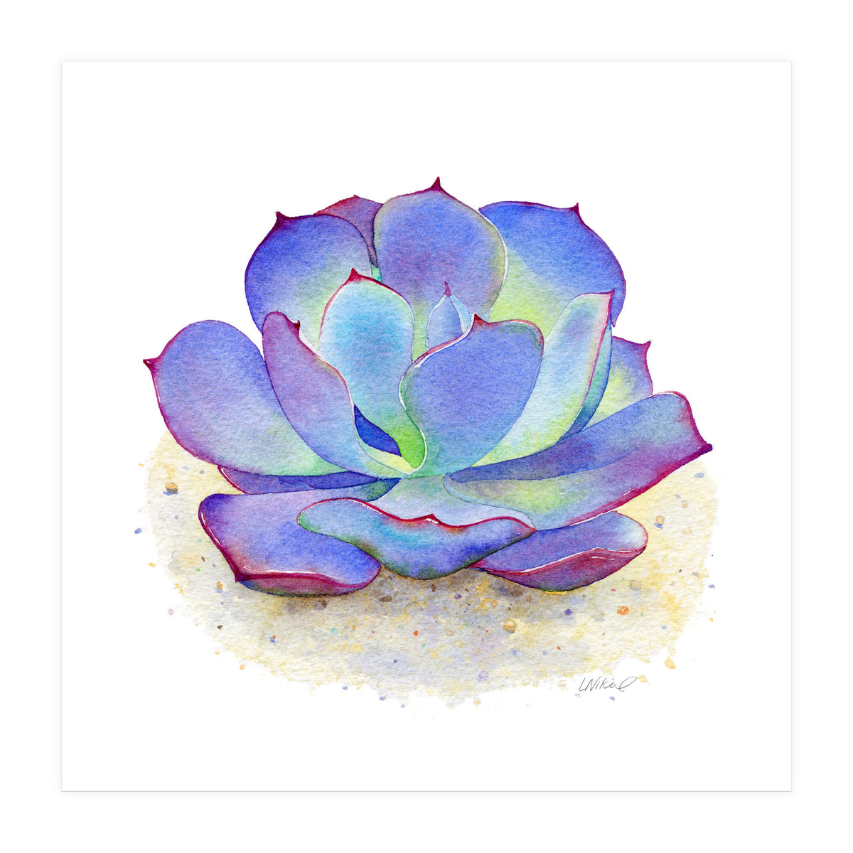 Blue Echeveria Succulent (Print Only)