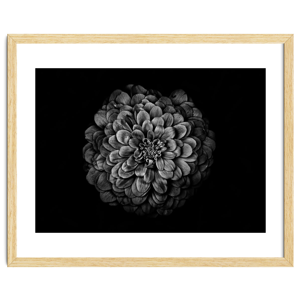 Backyard Flowers In Black And White 54