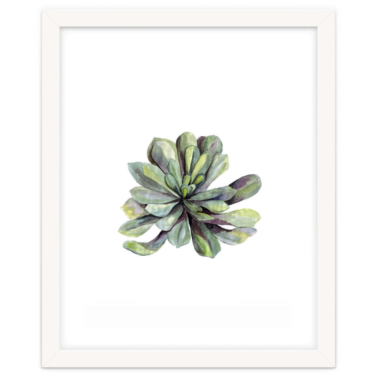 Botanical Illustration Succulent