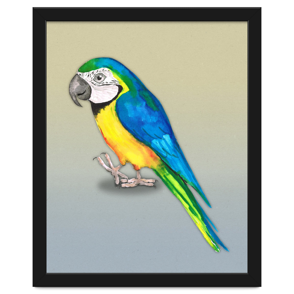 Blue and yellow macaw