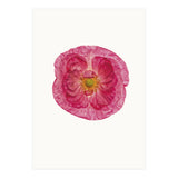 Cc Poppy 01 (Print Only) thumbnail