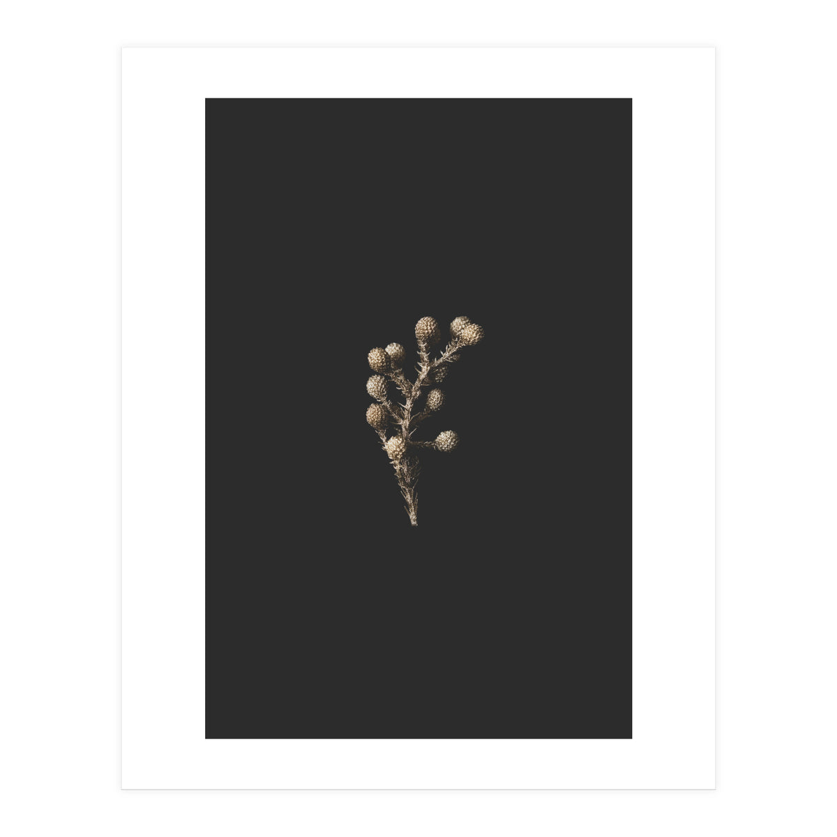 Gold Drops Botanicals (Print Only)