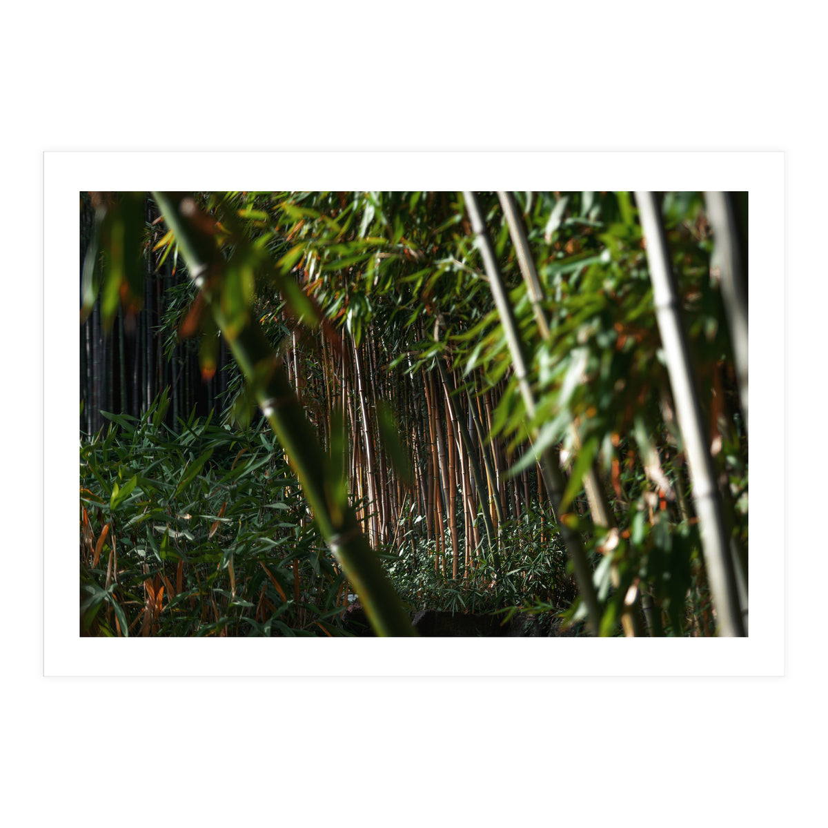 Scorpion (Print Only)