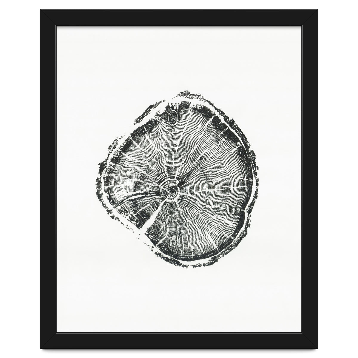 Tree Ring Print, Albion Basin, Utah, Pine Tree Print