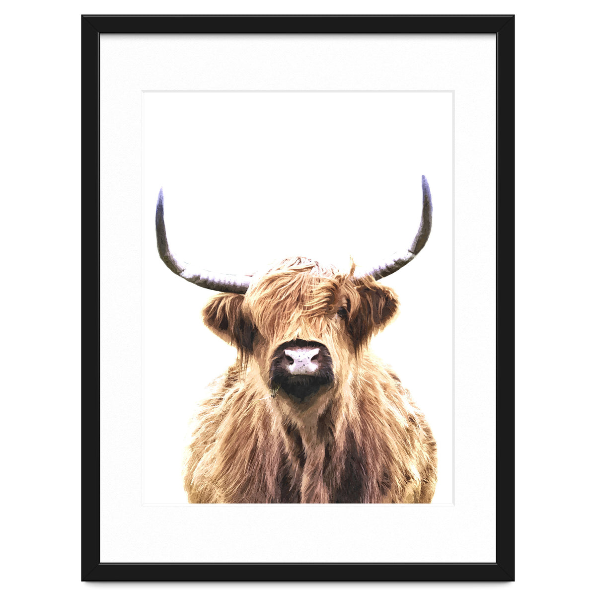 Highland Cow Portrait