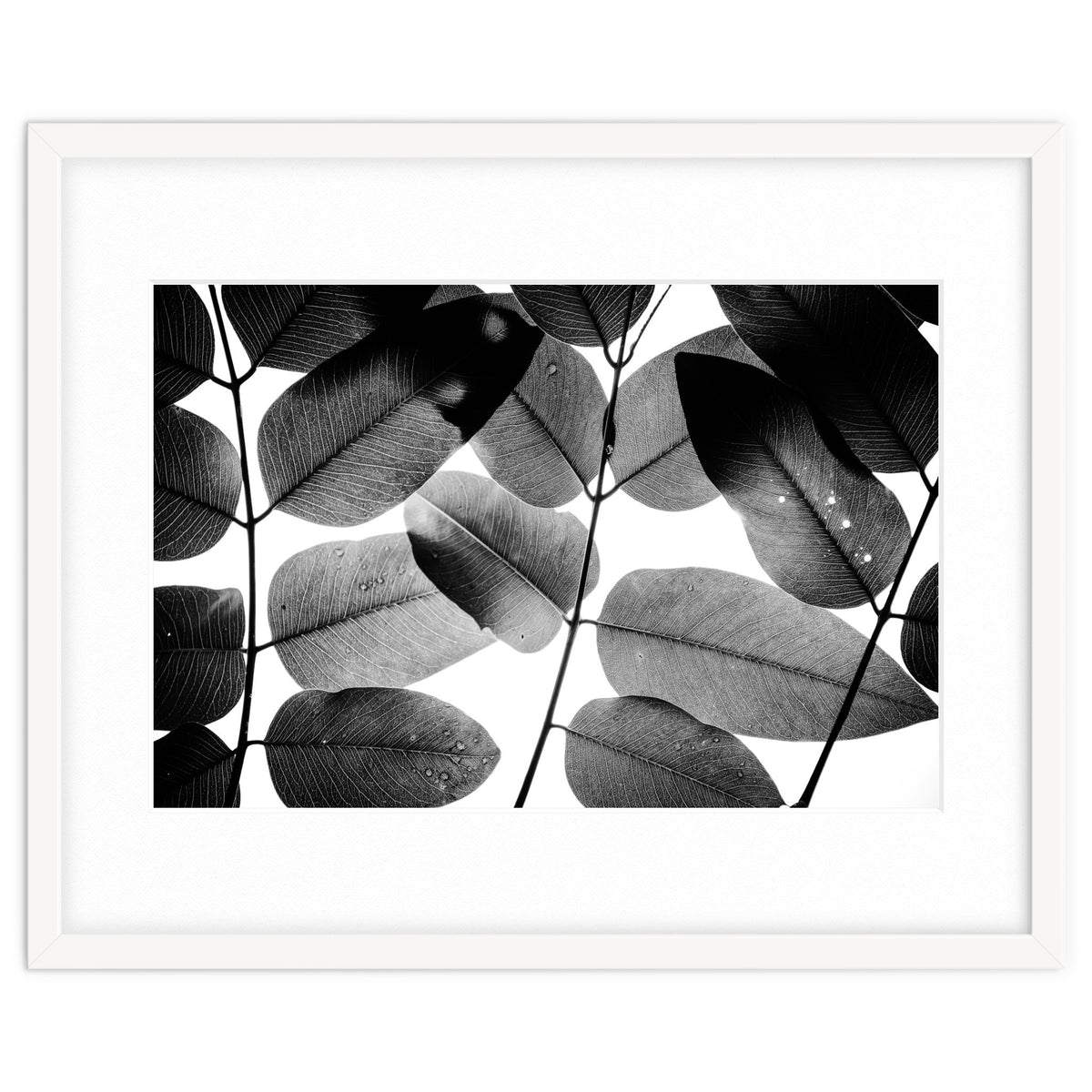 Experiments with Leaves II