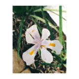 Lily (Print Only) thumbnail