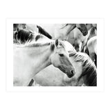 Horses (Print Only) thumbnail