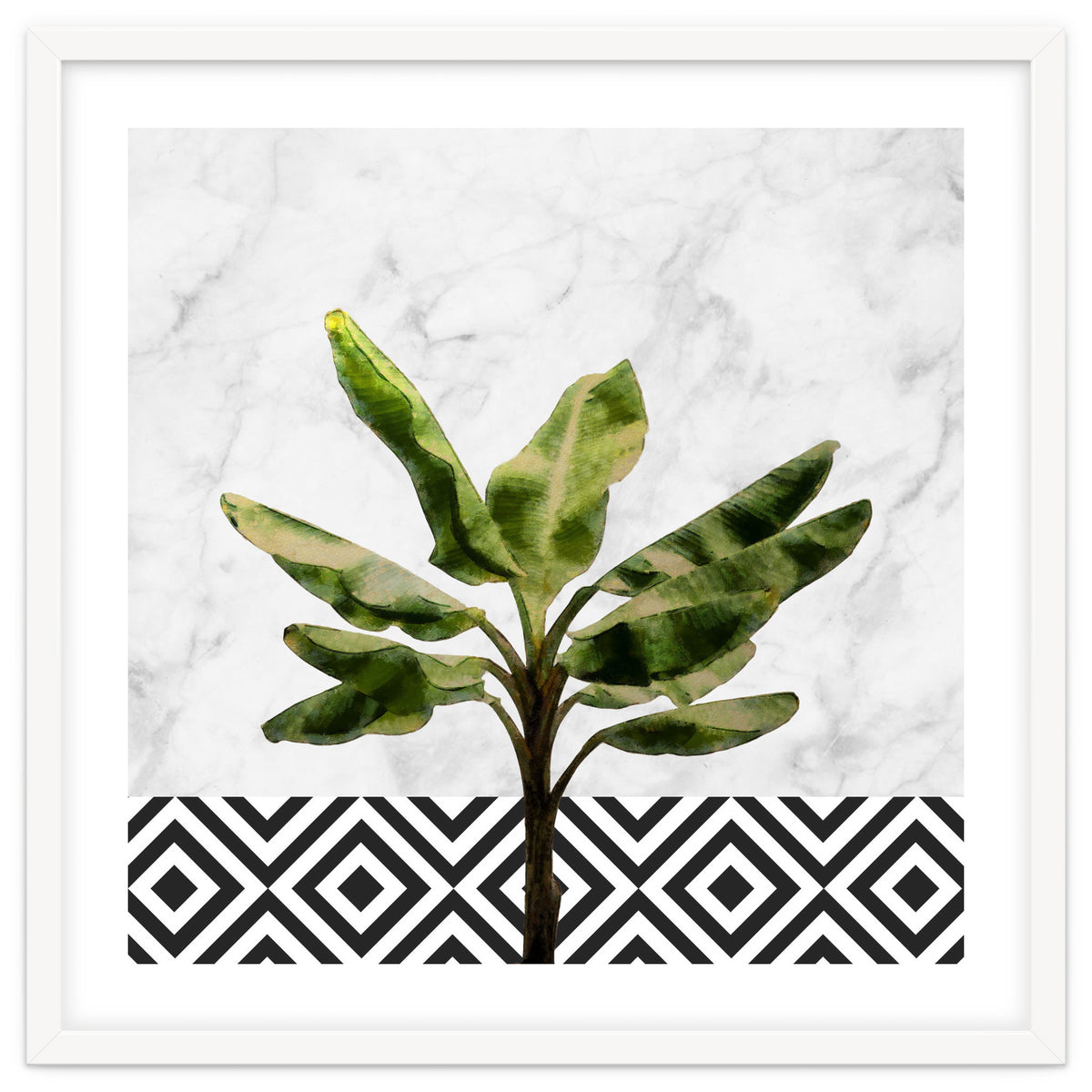 Banana Plant On White Marble And Checker Wall