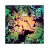 Bathe (Print Only) thumbnail