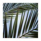 palm fronds (Print Only) thumbnail