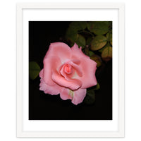 Pink Rose Floral