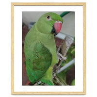 Lucky Indian Parakeet