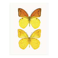 Cc Butterflies 08 (Print Only)