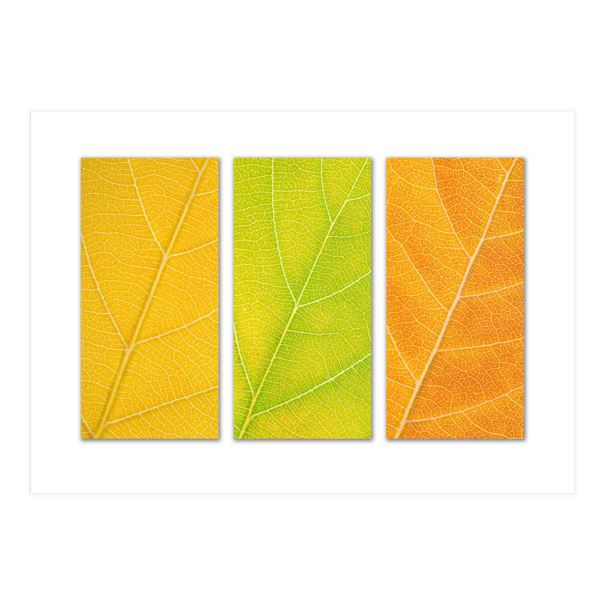 Autumn Leaves (Print Only)