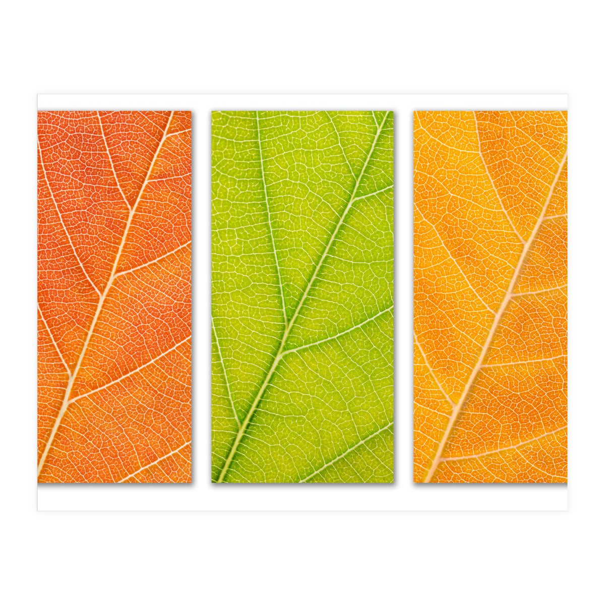 Autumn Leaves (Print Only)