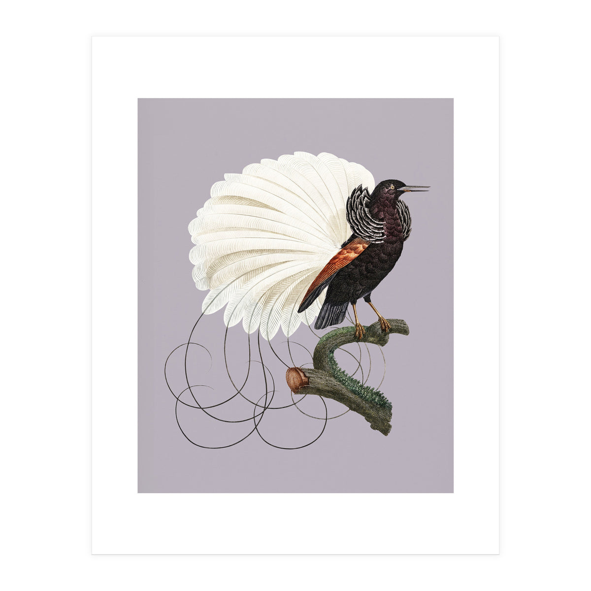 Vintage Bird Prints (Print Only)