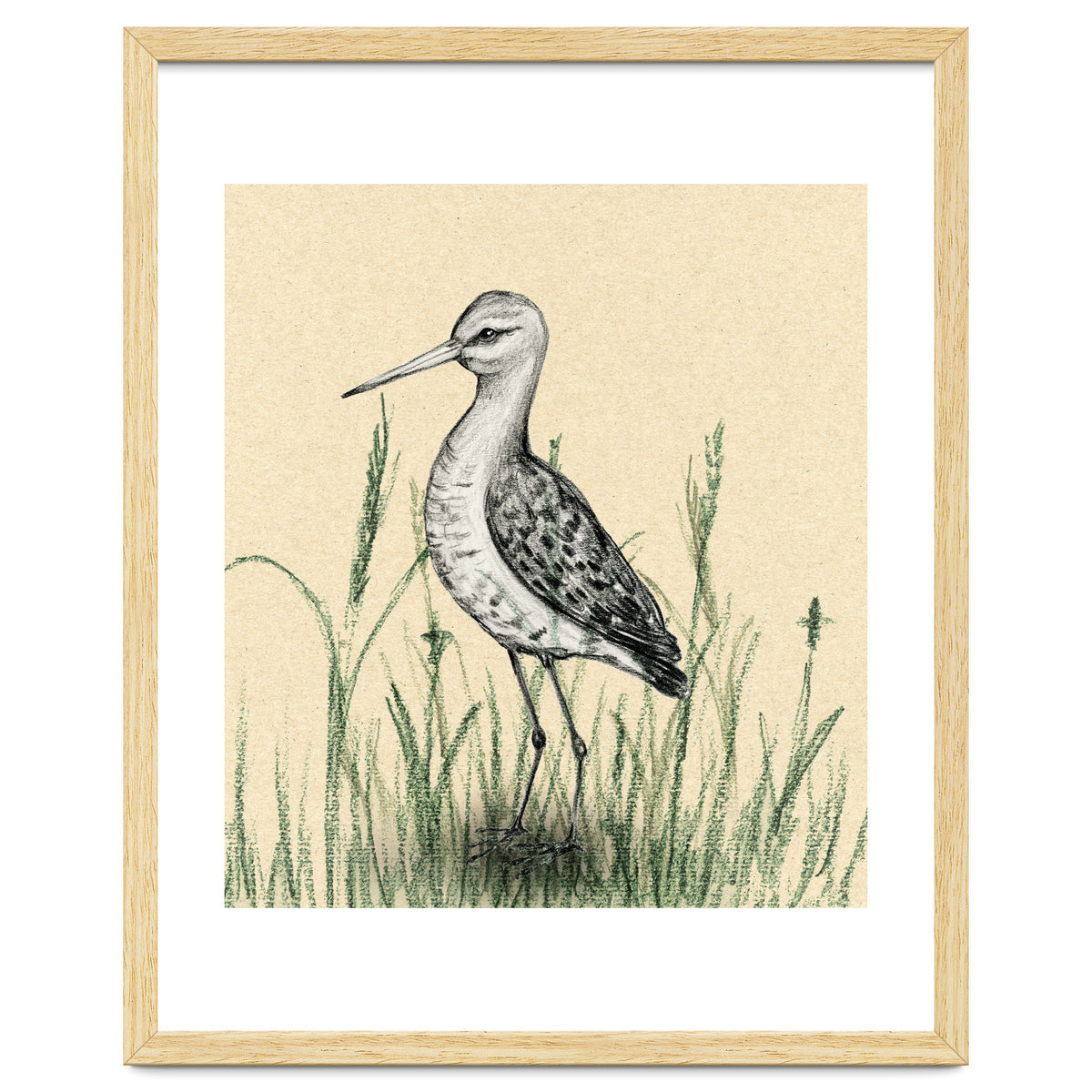 Black-tailed godwit in the grass