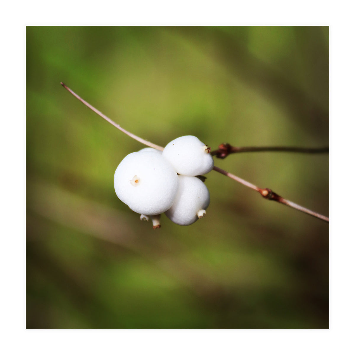 winter berries (Print Only)