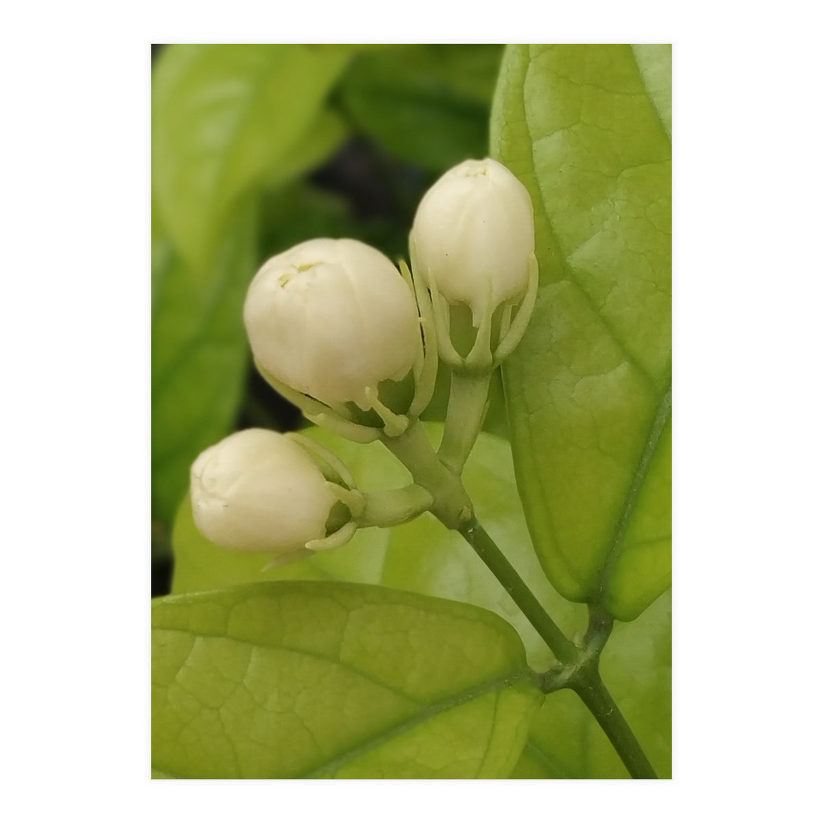 Jasmine Fragrance (Print Only)