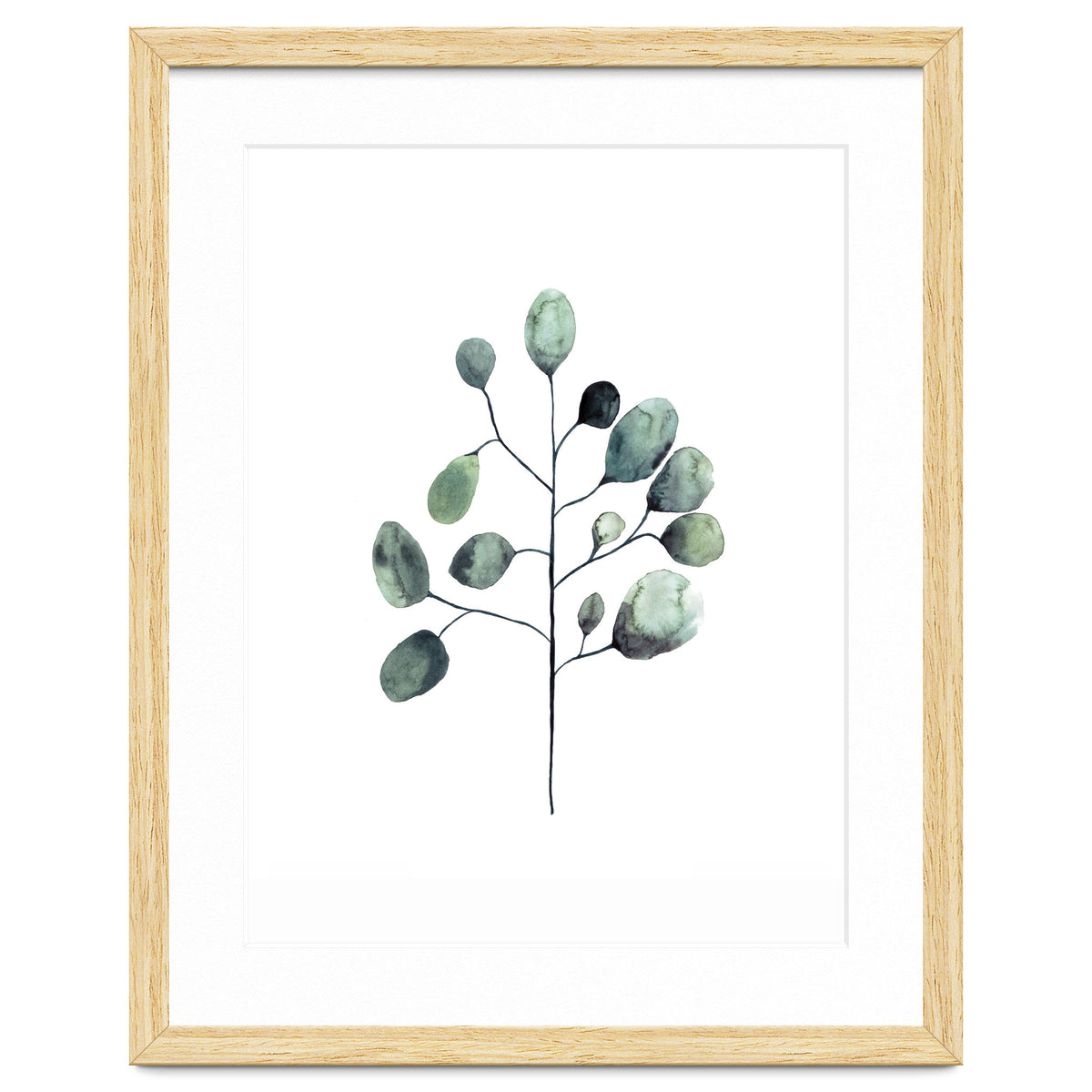 Botanical Illustration Eukalyptus