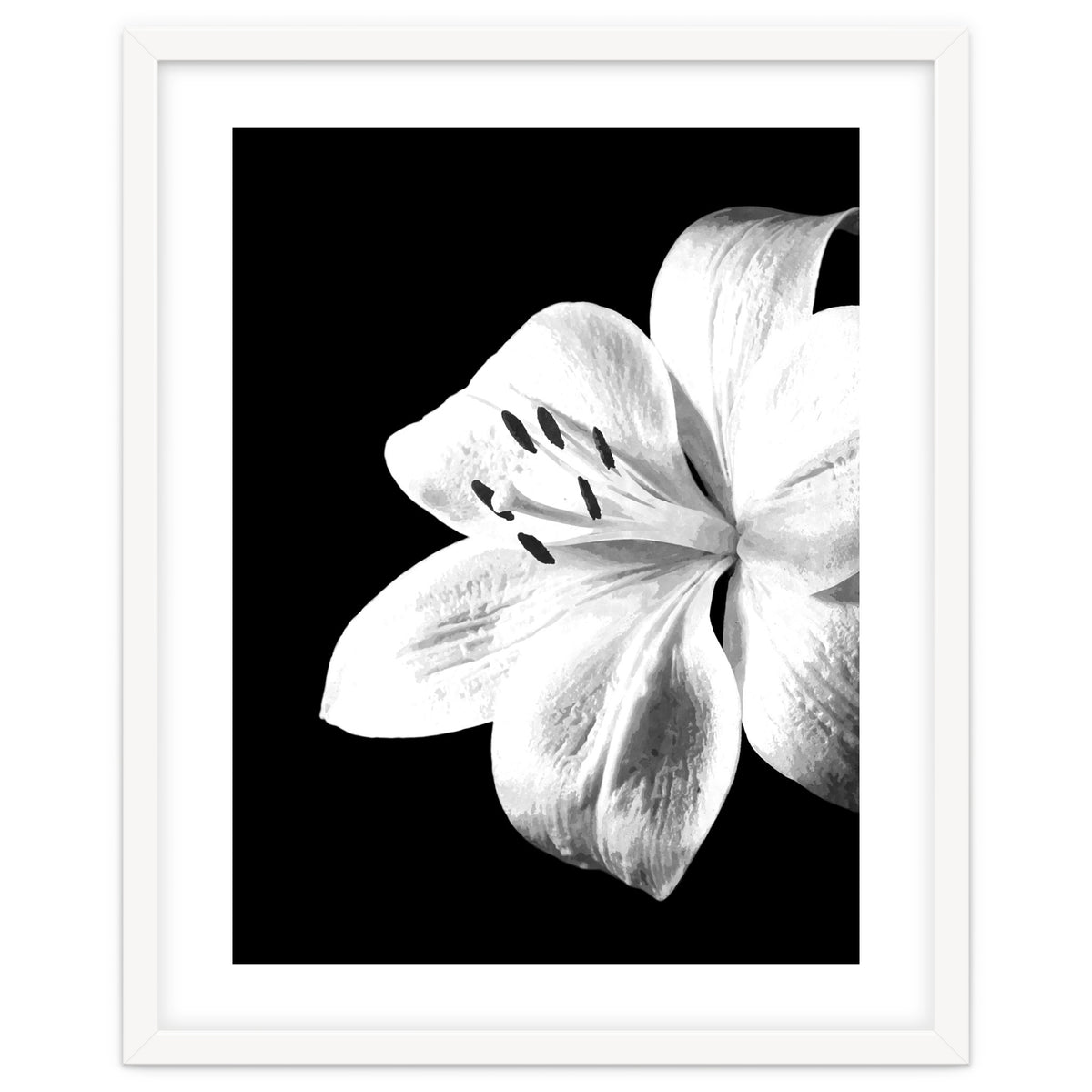 White Lily Black Background