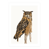 Cc Birds 11 (Print Only) thumbnail