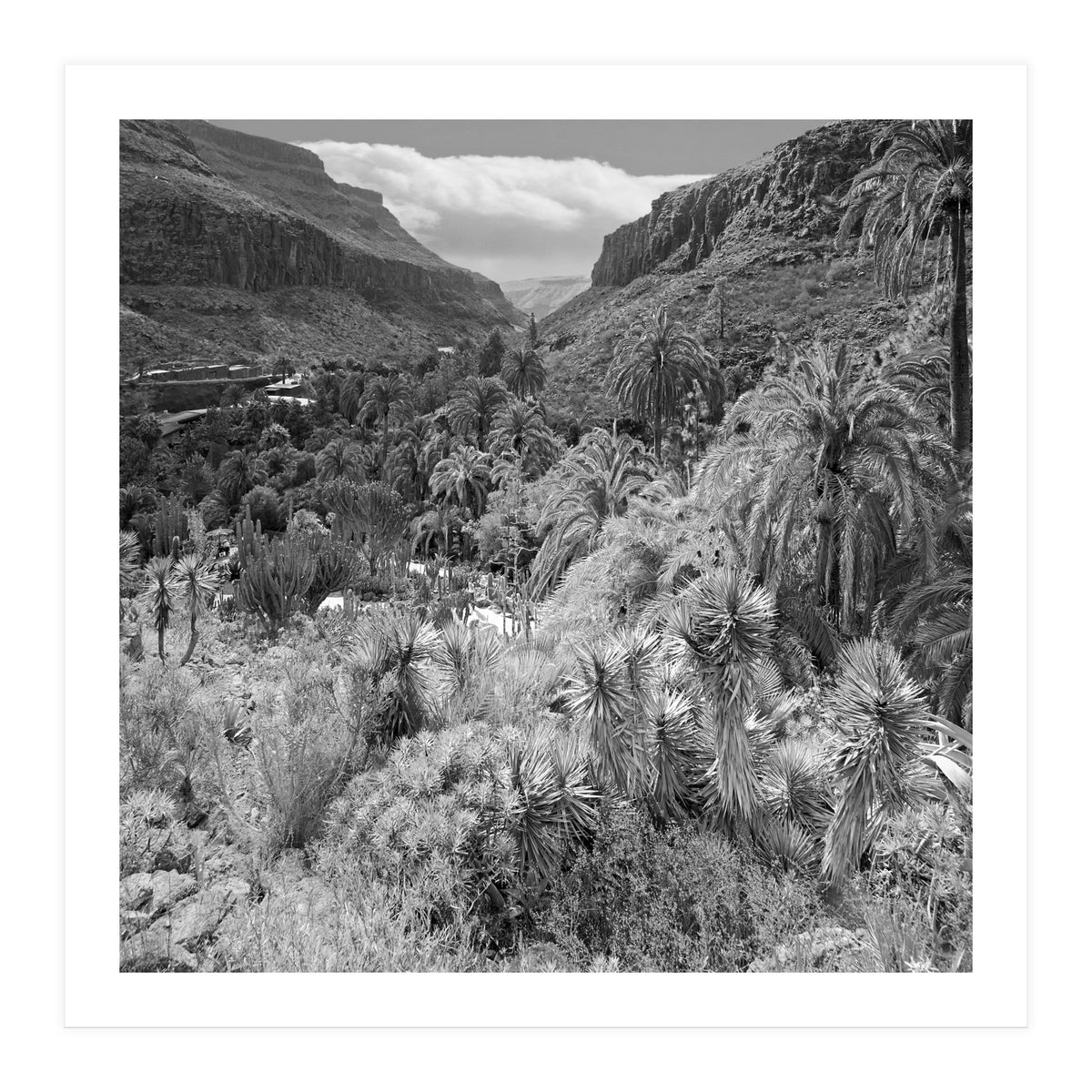 Los Palmitos (Print Only)