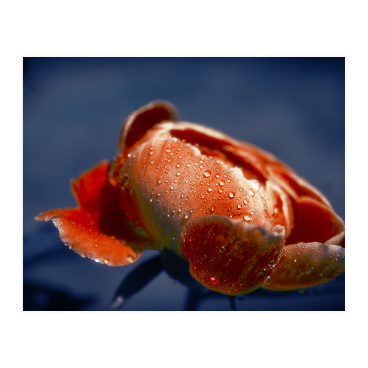 Peony Flower (Print Only)