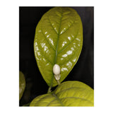 Jasmine Flower Fragrance (Print Only) thumbnail