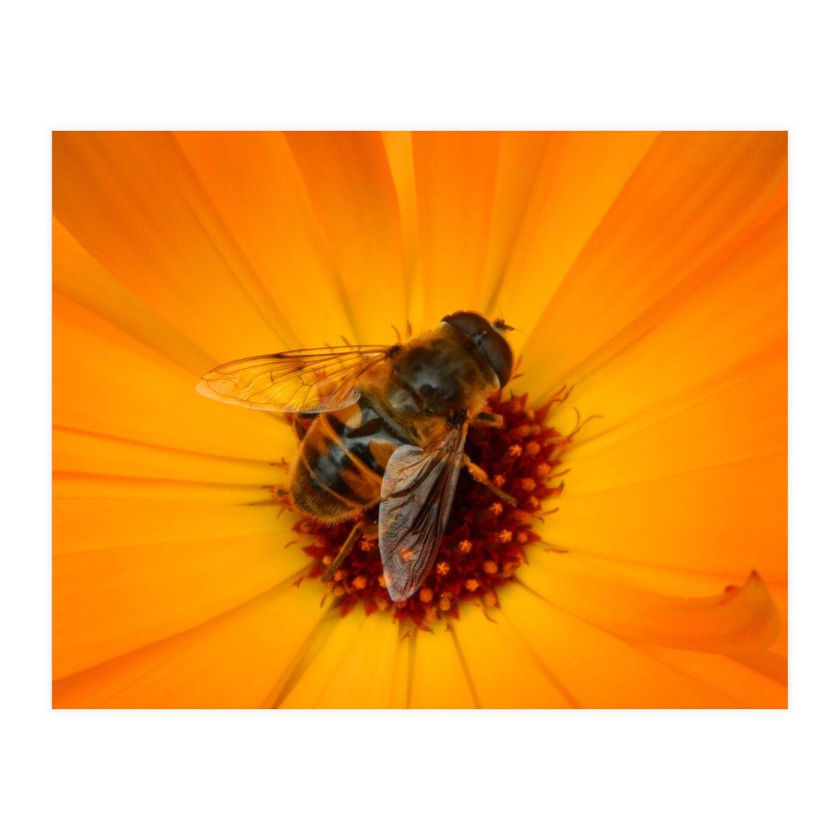 Bee Kinder (Print Only)