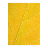 Autumn Leaf (Print Only) thumbnail