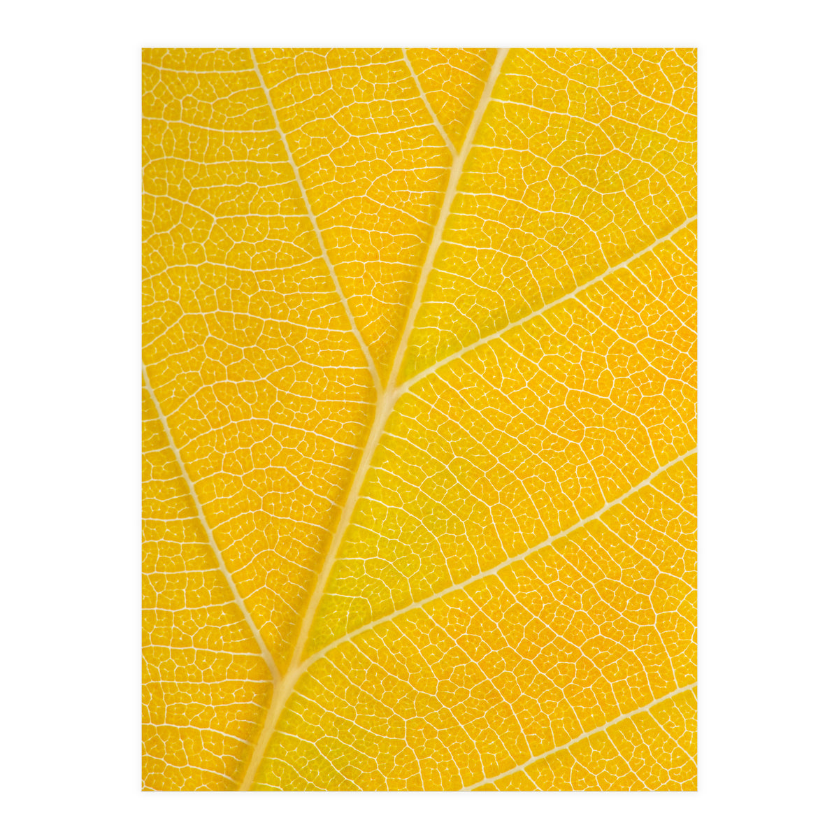 Autumn Leaf (Print Only)