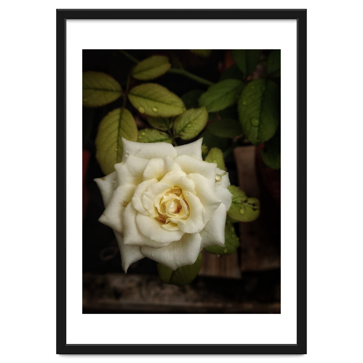 Beautiful Garden White Rose