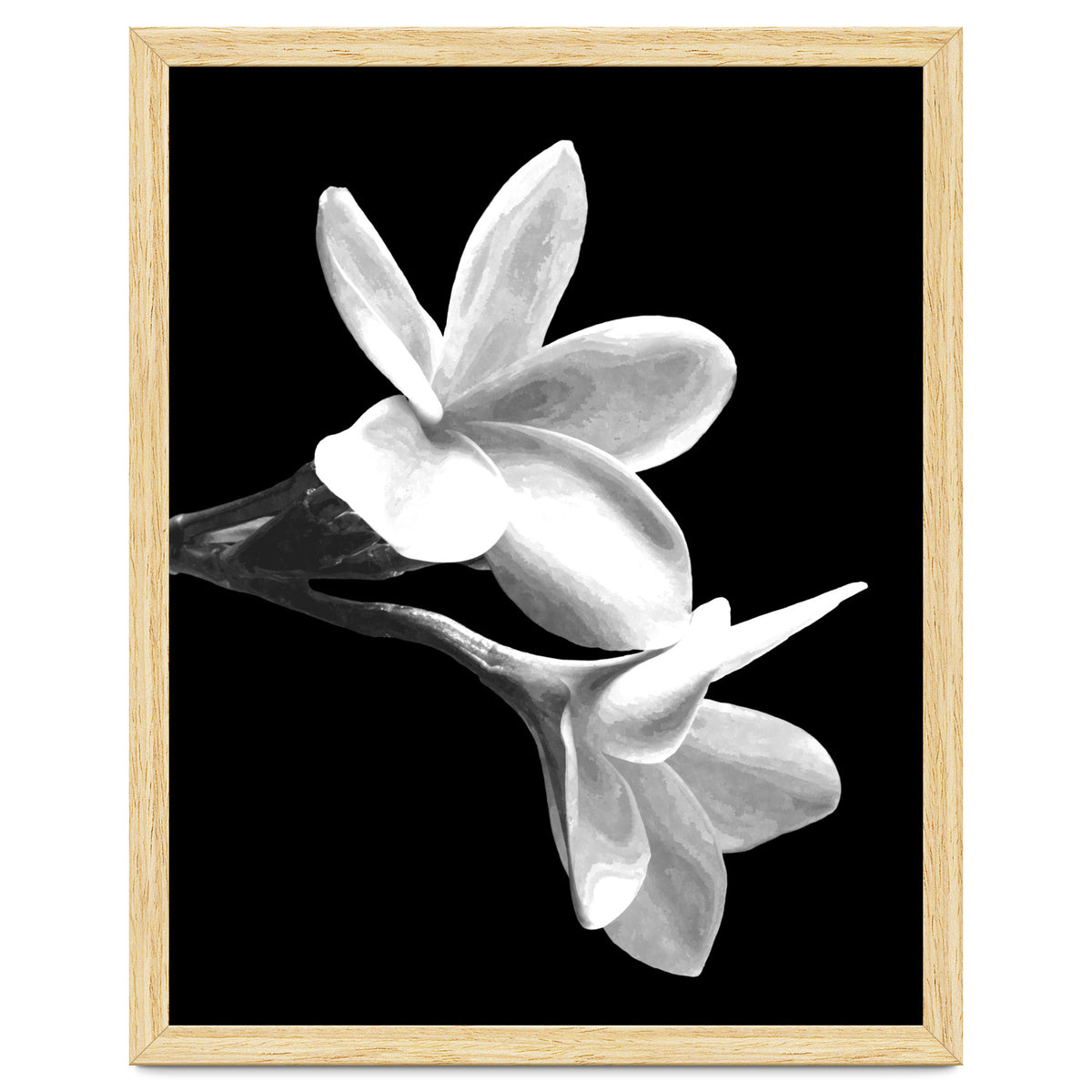 Black and White Flowers