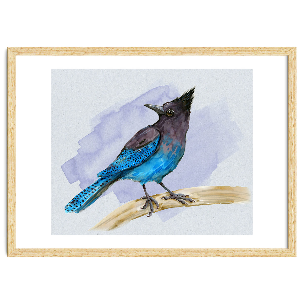 Steller's jay watercolor