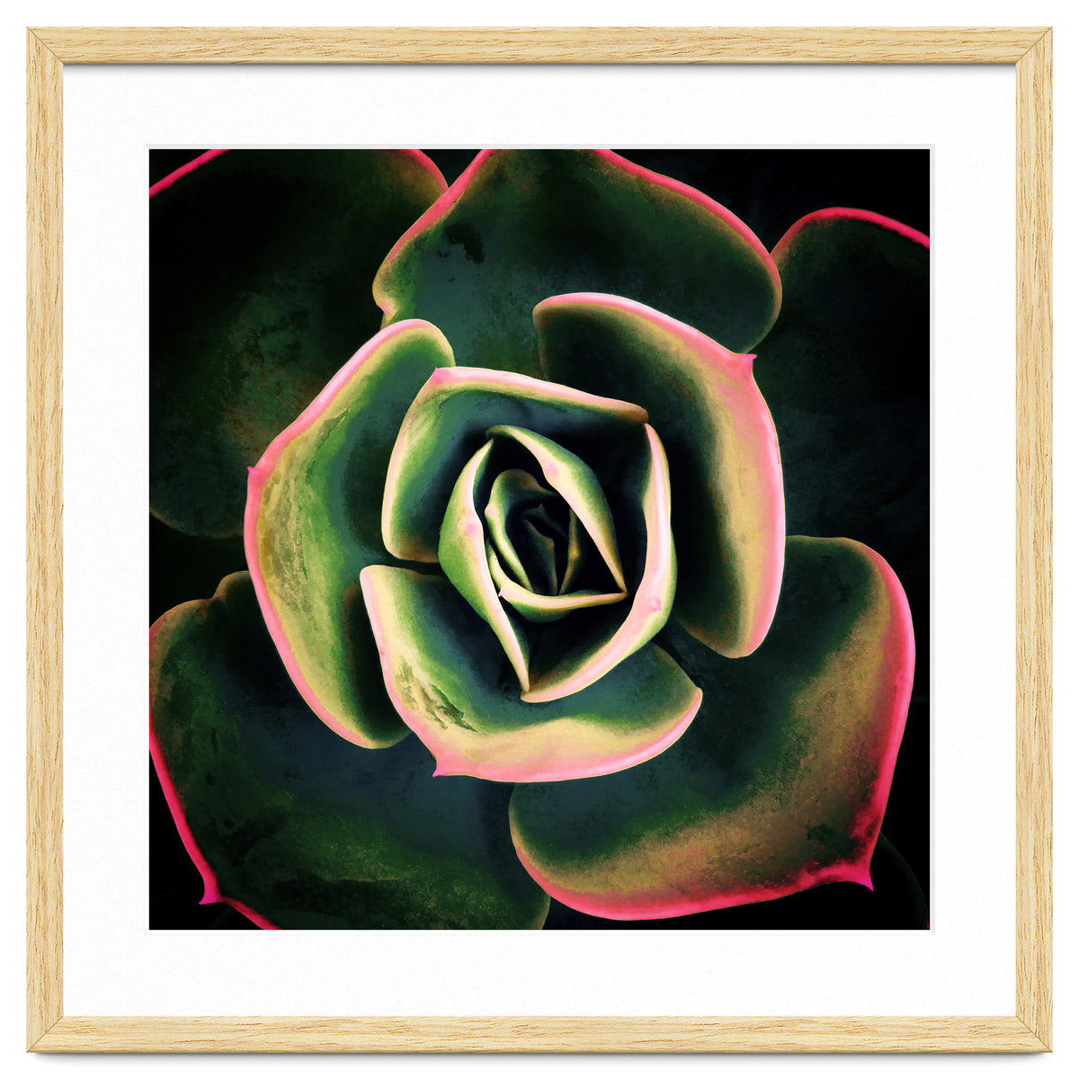 DARKSIDE OF SUCCULENTS XV