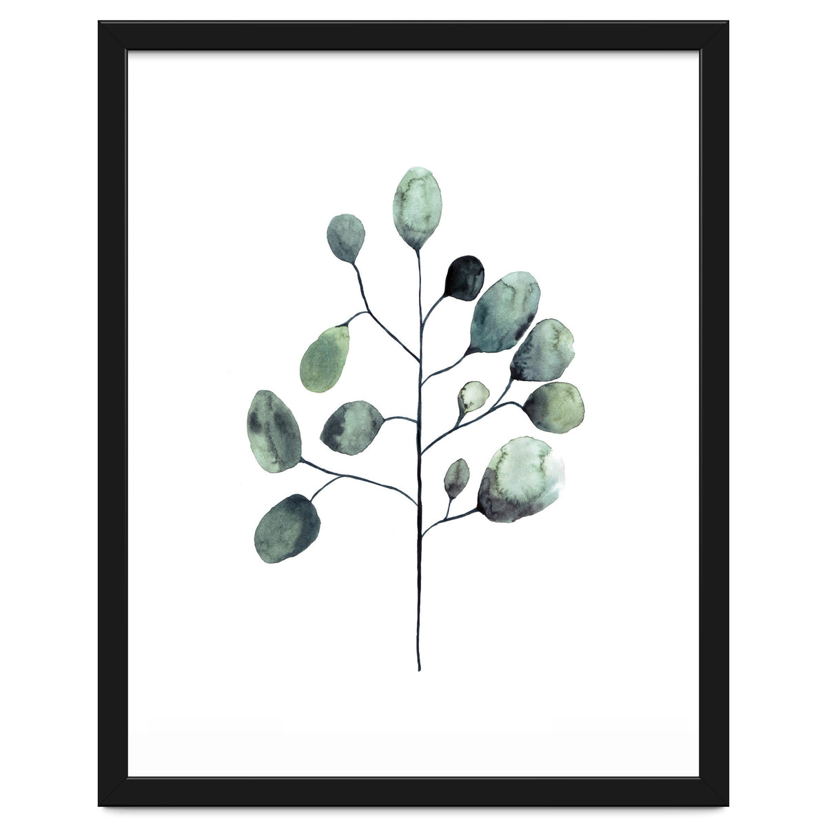 Botanical Illustration Eukalyptus