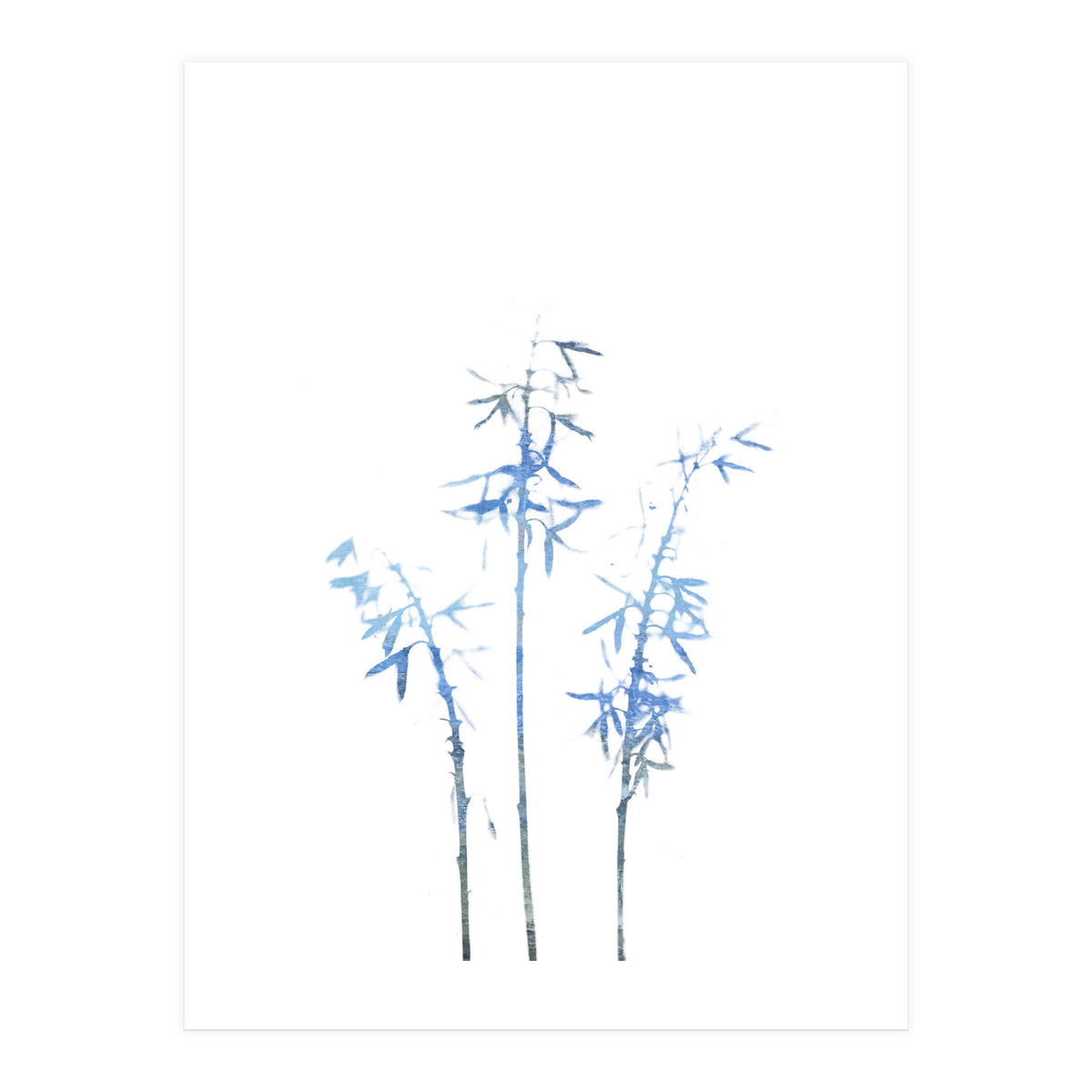 Blue Hosta (Print Only)