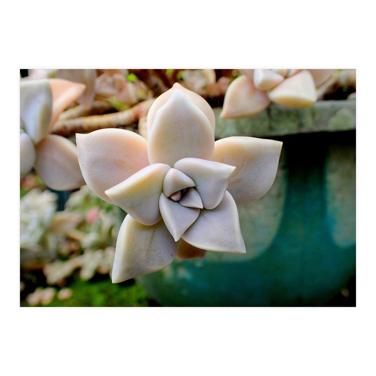 Succulent Love (Print Only)