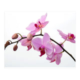 Orchidee (Print Only) thumbnail