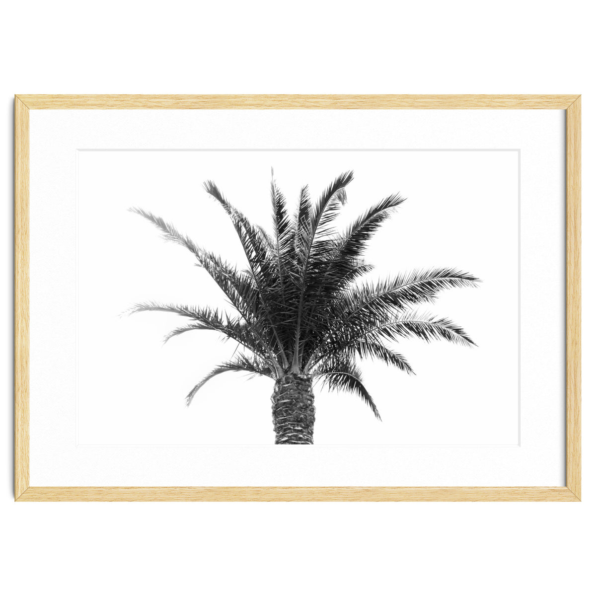 Palm Tree