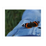 Friendly Butterfly (Print Only) thumbnail