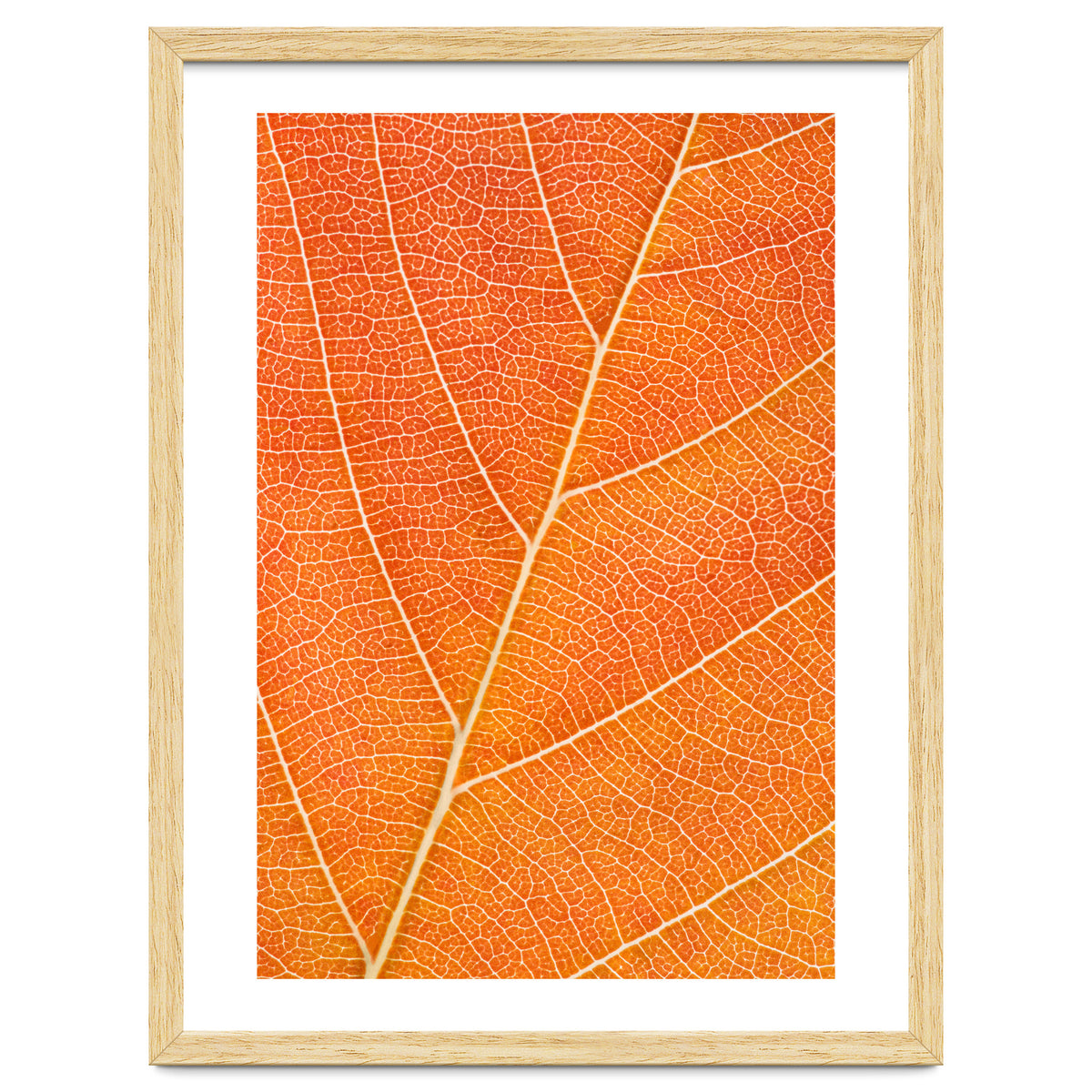 Autumn Leaf