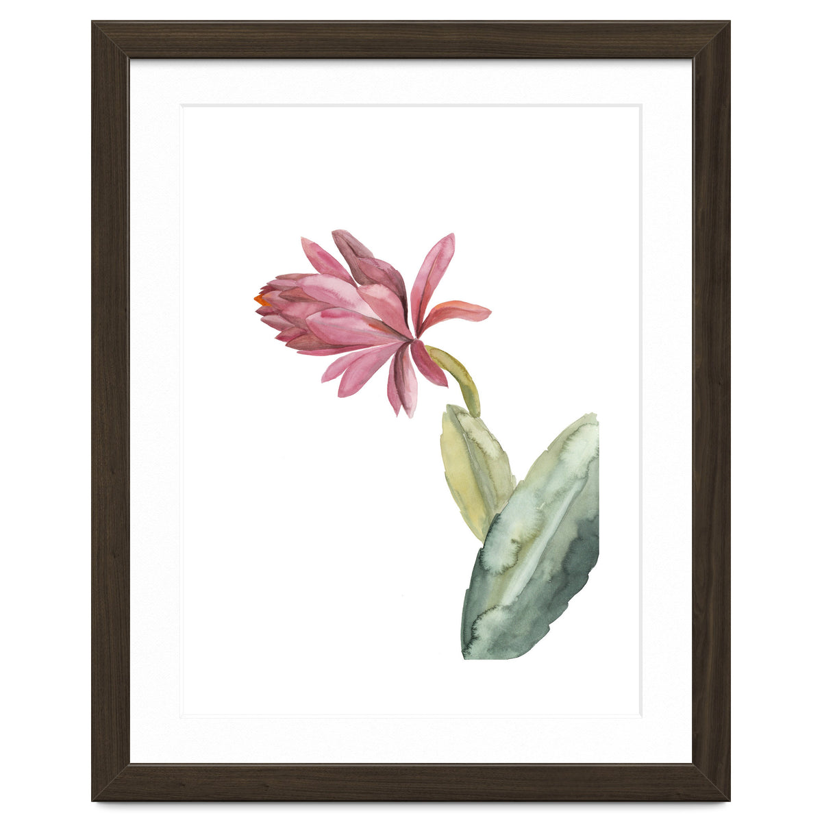 Botanical Illustration Pink Cactus Flower