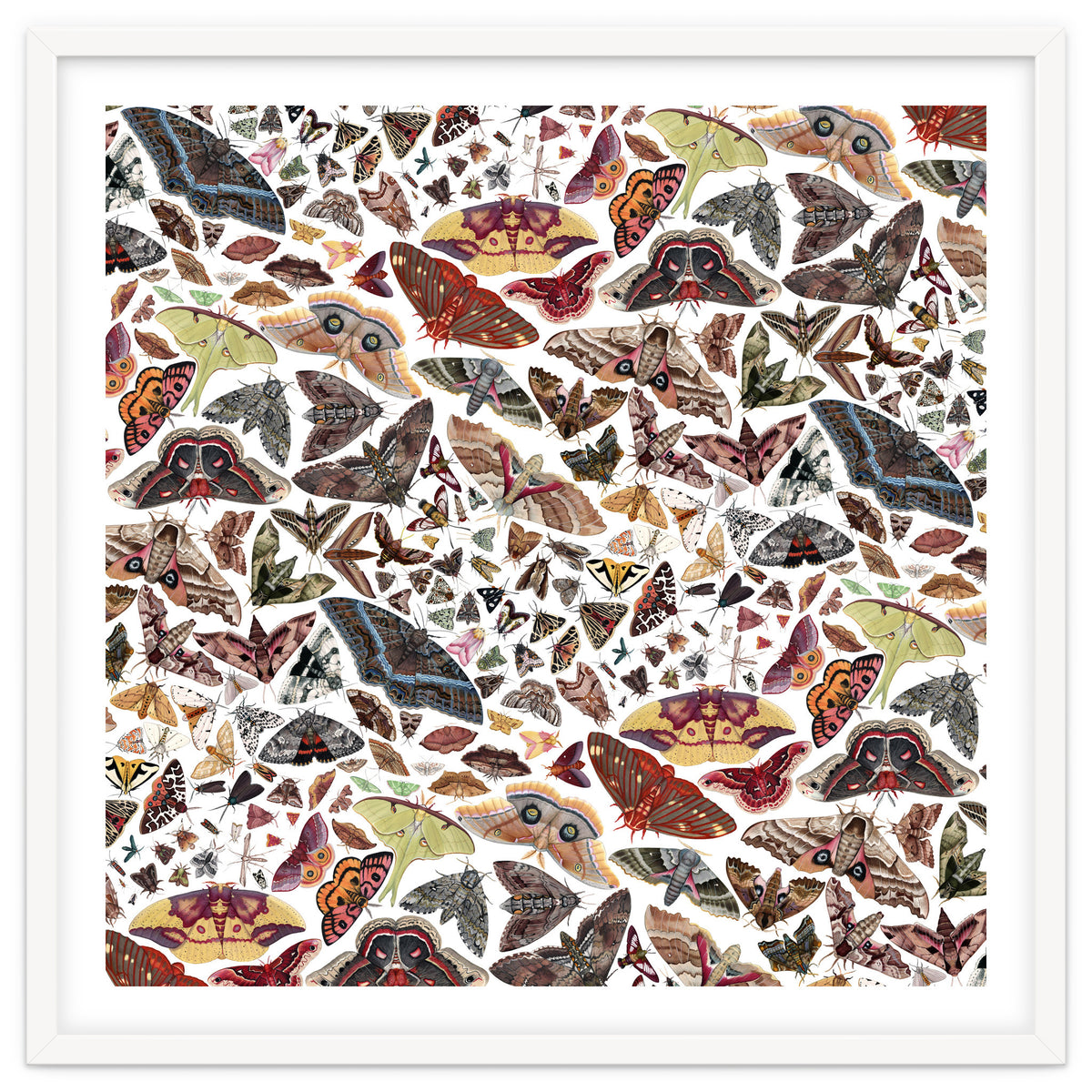 Moths of North America Pattern