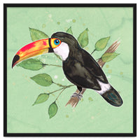 Toco toucan