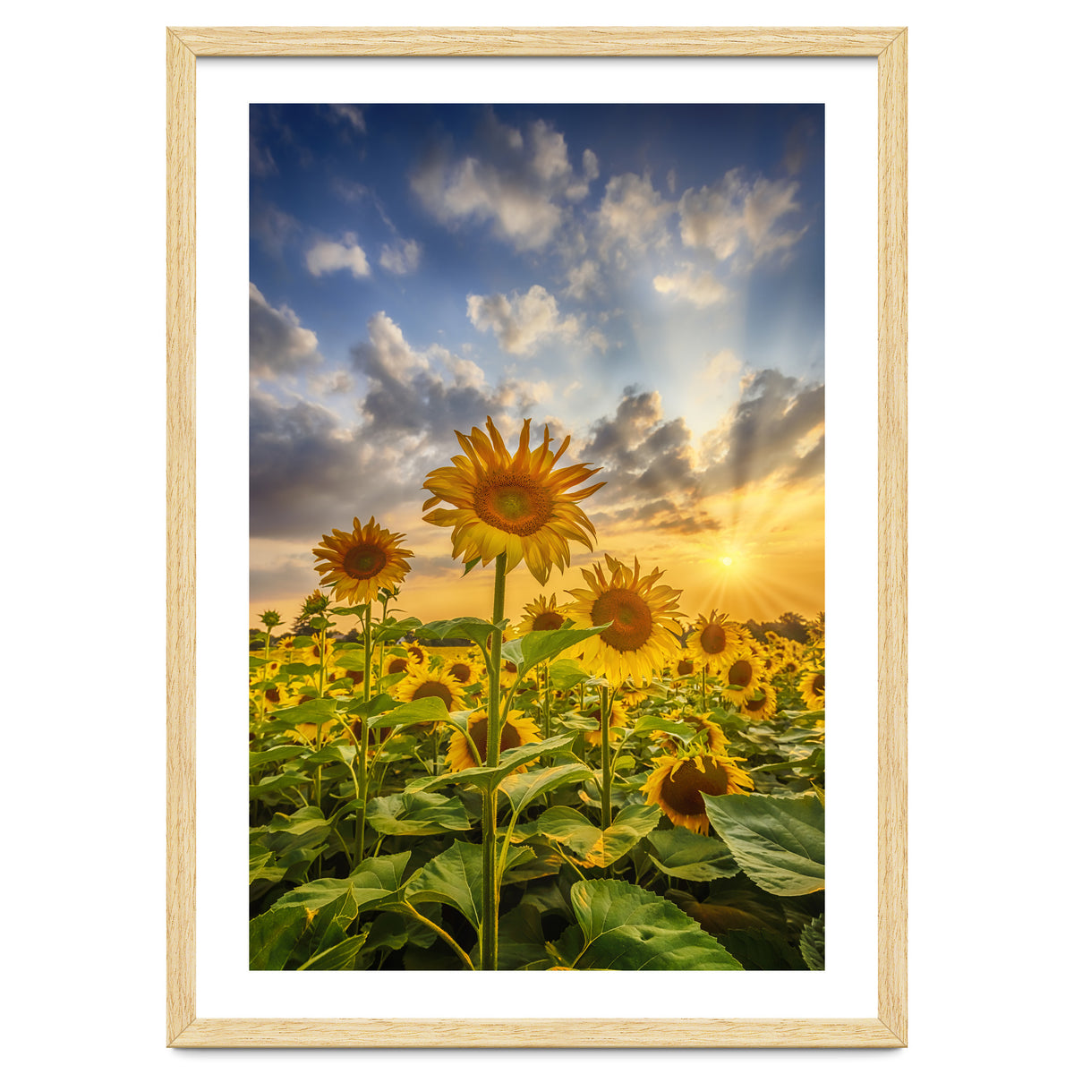 Sunset with beautiful sunflowers