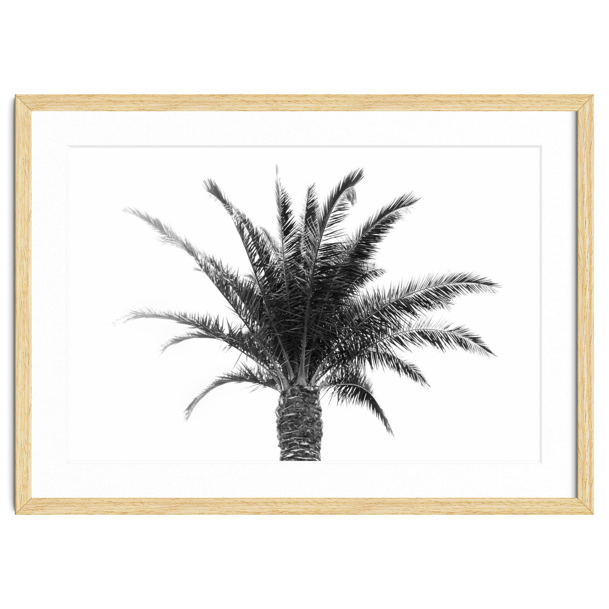 Palm Tree